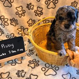 Girl 2 - female Assorted Doodle Crosses puppy in Auburn, Massachusetts from Poochon Paw