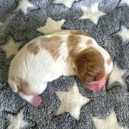 Bernard - Blenheim male Cavalier King Charles Spaniel puppy in Pennsylvania from Julie's Cavalier King Charles Spaniels