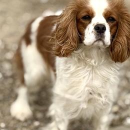 Palmer - Cavalier King Charles Spaniel