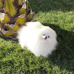Pomeranians from Naomi's Pomeranians