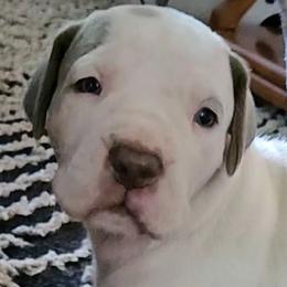 Eliana - Silver female Great Dane puppy in Towaco, New Jersey from MommaDukes Danes
