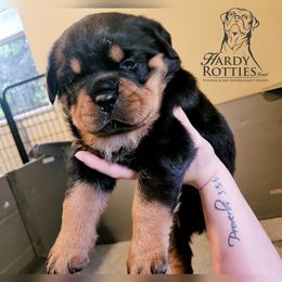 Rottweiler Puppies from Hardy Rotties
