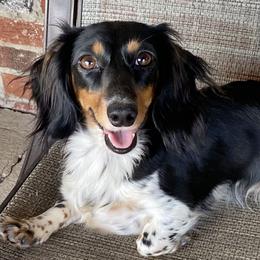 Callie - Dachshund