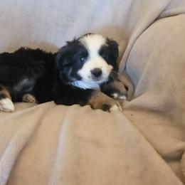 Girl 2 - Black tri-color female Australian Shepherd puppy in Kingman, Arizona from Waggin Bow Mini Aussies