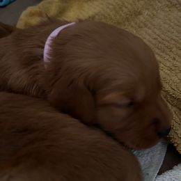 Pink - Dark golden female Golden Retriever puppy in Stratton, Colorado from Anam Cara Retrievers