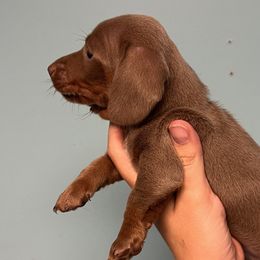 Dachshunds and Pomeranians from Gracie Lail