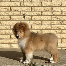Dalmatian and Shetland Sheepdog Puppies from Karmayne Kennels