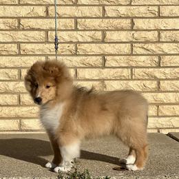 Dalmatian and Shetland Sheepdog Puppies from Karmayne Kennels
