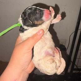 Phoenix - Parti male Poodle puppy in Toledo, Ohio from Exquisite Dalmatians & Standard Poodles