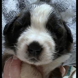 Green Collar - Mahogany and white female Saint Bernard puppy in New Philadelphia, Ohio from Fletchers Saints