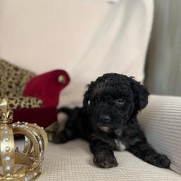 Betsy Ross - Black female Goldendoodle puppy in Sheridan, Arkansas from Arkie Doodles