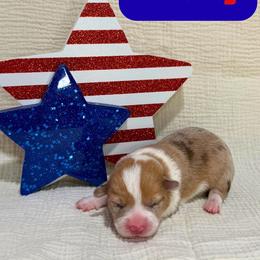 Liberty - Red merle and white female American Corgi puppy in Midland, Texas from Desert Darlin’ Corgis