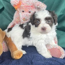 Henry - AKC - Chocolate male Havanese puppy in Mc Louth, Kansas from Harmony Valley Cavaliers & Havanese