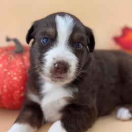Baker - Red tri-color male Australian Shepherd puppy in Asheboro, North Carolina from Stellar Aussies