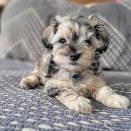 Miniature Schnauzer Puppies from Highland Schnauzer