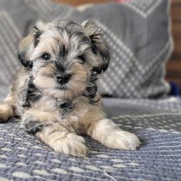 Miniature Schnauzer Puppies from Highland Schnauzer