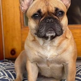 French Bulldogs from Fat Moon Frenchies