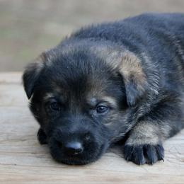 Sable female-2 - Sable female German Shepherd puppy in Cumming, Georgia from Cainedelup