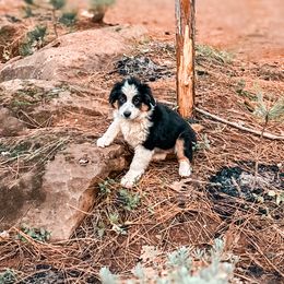 Girl 2 - Black tri Miniature Australian Shepherd puppy in Shingletown, California from Whiskeytown Aussies