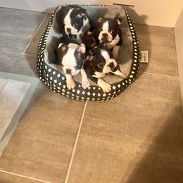 Boston Terrier puppies from 3B Kennels