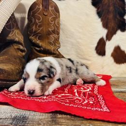 'Zeus' - Blue merle male Australian Shepherd puppy in Durand, Wisconsin from Larson’s Legacy Aussome Aussie Kennels
