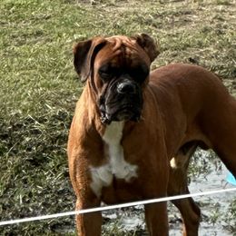 Boxers from Magen's Boxers