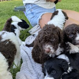Portuguese Water Dog Puppies from Cornerstones Porties