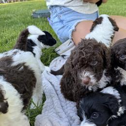 Portuguese Water Dog Puppies from Cornerstones Porties