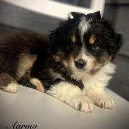 Aarow - Black tri male Miniature Australian Shepherd puppy in St.James, Missouri from Vineyard Ridge Mini Aussies