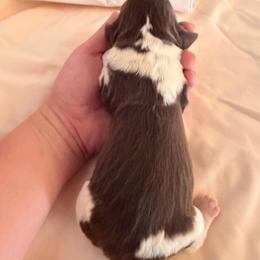 Boy 3 - Liver and white male English Springer Spaniel puppy in Wells, Vermont from Everyday Sunshine Springers