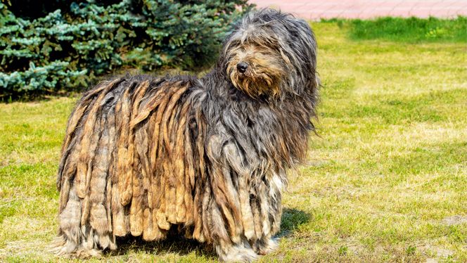 Bergamasco Sheepdog