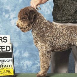 JJ - Lagotto Romagnolo