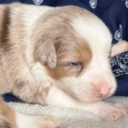 Wild Bill - Red merle male Australian Shepherd puppy in Stanford, Kentucky from Red Feather Aussies