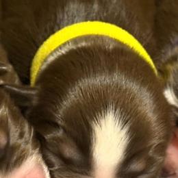 Athena - Red tri female Miniature Australian Shepherd puppy in Pinnacle, North Carolina from Higher Elevations Mini Aussies