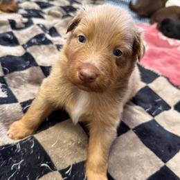 Charming - Red merle male Australian Shepherd puppy in East Hartford, Connecticut from CT Aussies