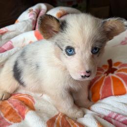 Magic - Blue merle and white male American Corgi puppy in Graham, Texas from Wild West Corgis