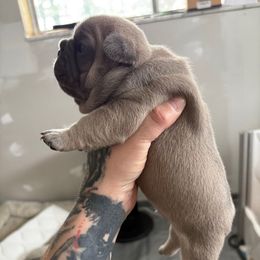 Dos - Blue fawn male French Bulldog puppy in Hemlock, Michigan from Top Billin' Frenchies