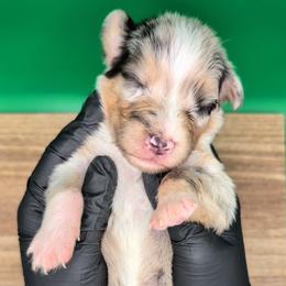 Jasmine3Girl1- BMF,LONG Tail,blue eyes likely, CHIC-OFA-DNA-AKC Titled Parents - Blue merle female Australian Shepherd puppy in South Hill, Virginia from Silverside Aussies LLC