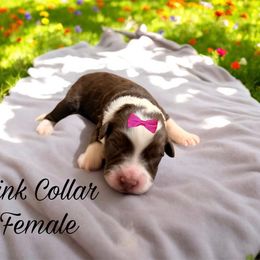 Aussiedoodle, Goldendoodle, and Poodle Puppies from Designer Doodles of South GA