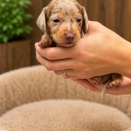 Chocolate Dapple Boy - Dapple male Dachshund puppy in Canby, Oregon from Rainy Day Dachshunds