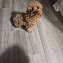 Dreamfyre - Poodle