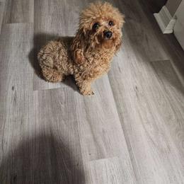 Dreamfyre - Poodle