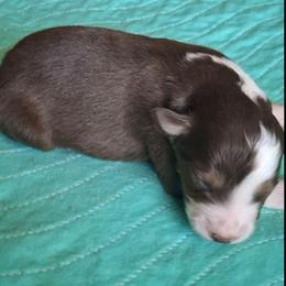 Henry - Red tri male Miniature Australian Shepherd puppy in Copperas Cove, Texas from Aussies Acre