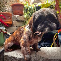 Blake - Brindle male Shih Tzu puppy in Victorville, California from RUMBLE n TUMBLE