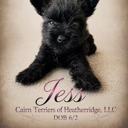 Jess - Brindle female Cairn Terrier puppy in Pottersville, Missouri from Cairn Terriers of Heatherridge,LLC