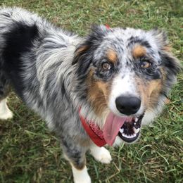 Blue - Australian Shepherd