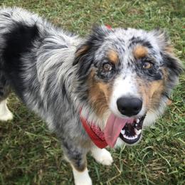 Blue - Australian Shepherd