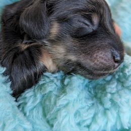Dachshund Puppies from Sunflower Dachshunds