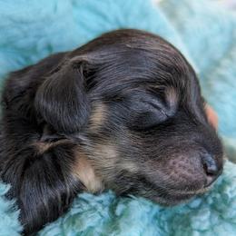 Dachshund Puppies from Sunflower Dachshunds