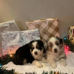 Miniature Australian Shepherd Puppies from Kehlani Falls Mini Aussie’s